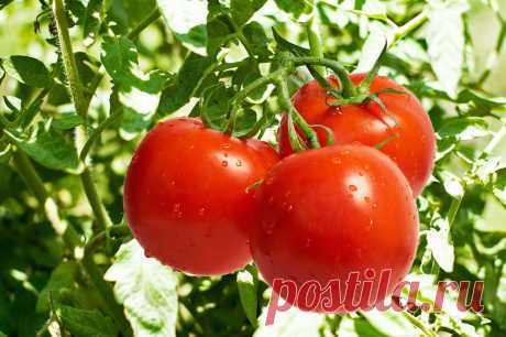 Высадка рассады томатов: 8 полезных видеосюжетов