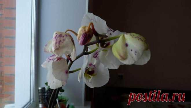 По каким причинам у орхидеи опадают цветы — как это исправить