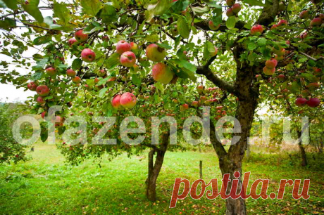 Уход за яблоньками: советы садоводам
