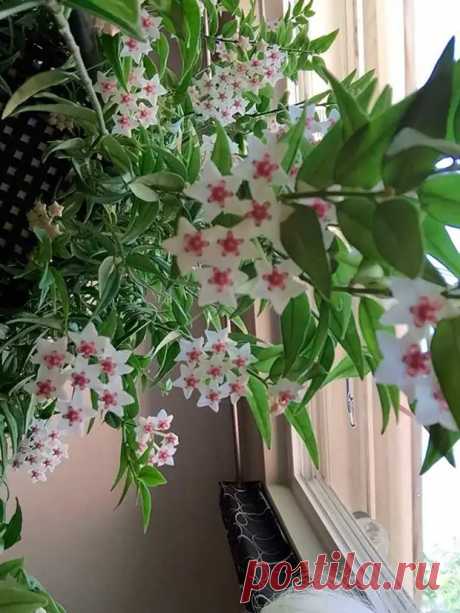 (10) Комнатное растение Хойя (Hoya) - В мир цветов - 24 апреля - 43251414366 - Медиаплатформа МирТесен