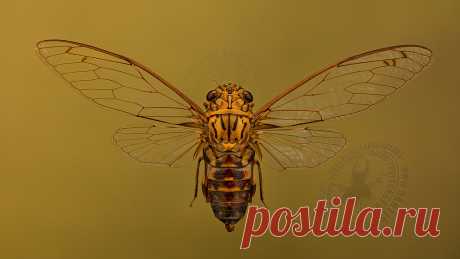 Orientopsaltria www.dantis.net/x3/  Orientopsaltria is a genus of cicadas from Southeast Asia. Its distribution encompasses the Malayan Peninsula, Sumatra, Borneo, Palawan and the Philippines. Интересный факт: Самцы стрекочут или поют преимущественно в самое жаркое время дня, так как тепло является важным источником энергии, которую цикада и тратит на пение. Однако в последнее время учёные находят всё больше цикад, стрекочущих в тени или во время сумерек, дабы уберечься от...