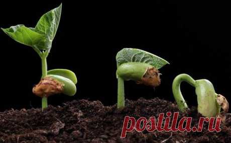 Как ускорить прорастание семян: замачивание, проращивание и другие приемы