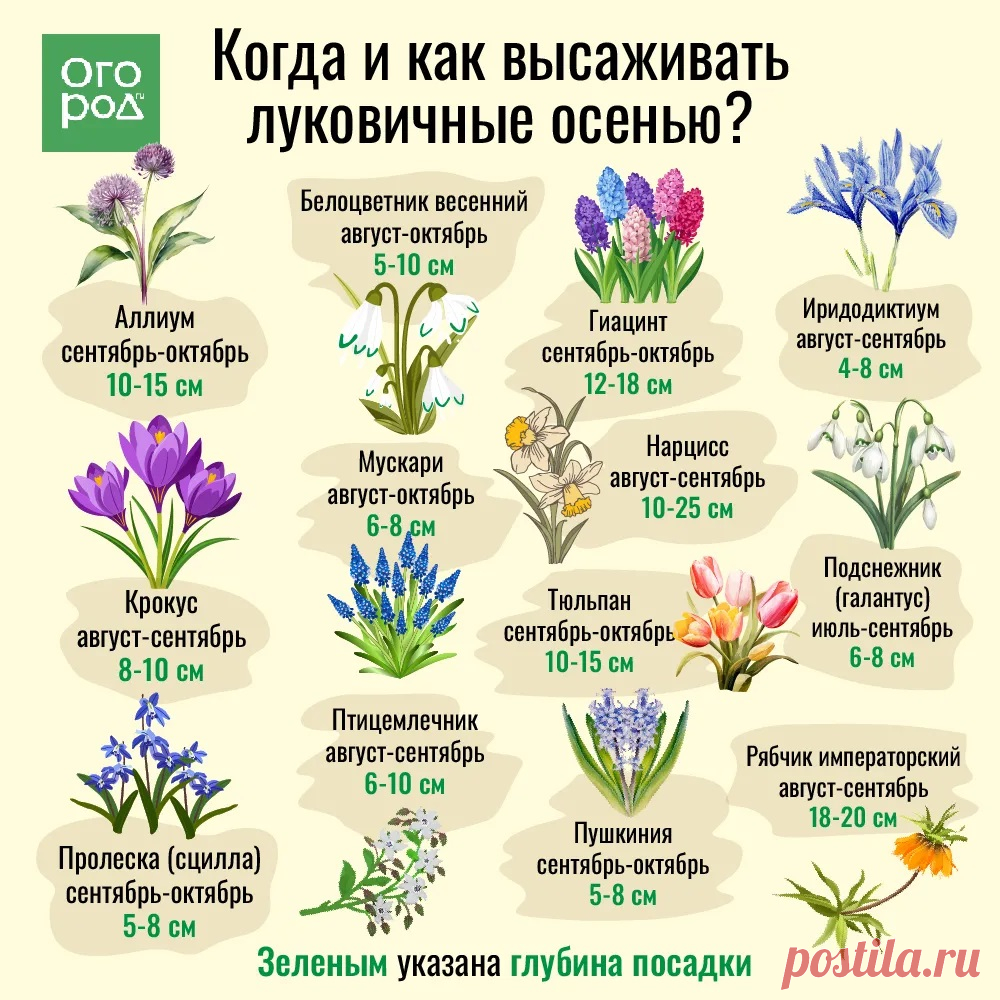 Когда и как высаживать луковичные осенью
