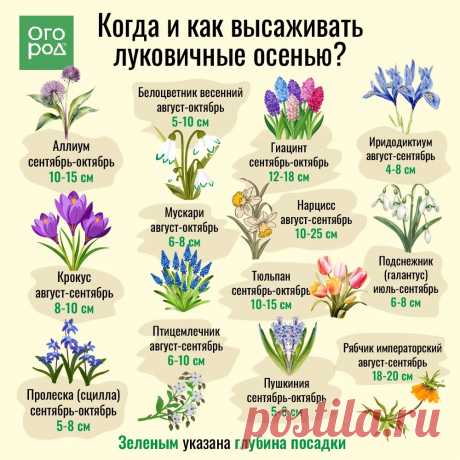 Когда и как высаживать луковичные осенью