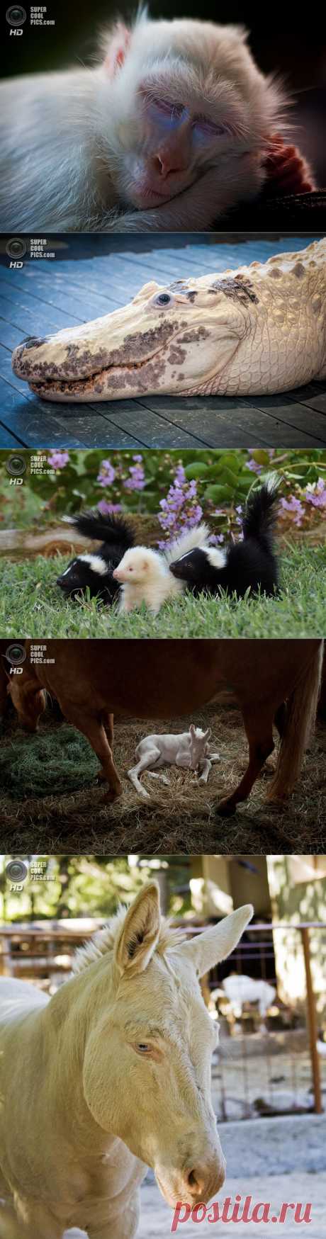 Животные-альбиносы (15 фото) — SuperCoolPics