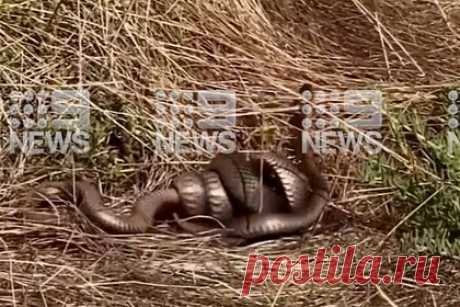 Смертельная схватка ядовитых змей у пешеходной тропы попала на видео. Посетительница парка в Австралии сняла на видео смертельную схватку двух ядовитых змей. Сетчатая коричневая змея шесть раз обвилась вокруг черной ехидны и проглотила ее голову. Змеи сразились в двух метрах от пешеходной дорожки. Какая из двух рептилий одержала победу по итогам схватки, неизвестно.