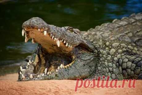 Гигантский крокодил откусил ногу сторожу. В индийском штате Уттар-Прадеш сторож переходил канал Шарда. В этот момент гигантский крокодил напал на него. Мужчина закричал, и прохожие бросились ему на помощь. Около 15 минут они кидали в крокодила камни и били его палками, пока тот не отпустил жертву. Левая нога мужчины была почти оторвана.
