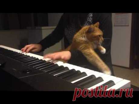 Cat Piano - YouTube