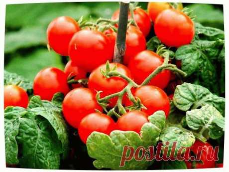 Как выращивать помидоры Черри - Советы для садовода и огородника - Всё для сада и огорода - Каталог статей - Всё для жизни