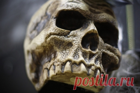 Нацистский сундук с загадочными черепами найден в России | Екабу.ру - развлекательный портал
