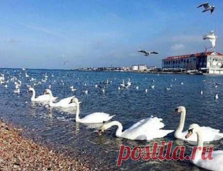 В Севастополь, в бухту Омега, прилетели белые лебеди!!!