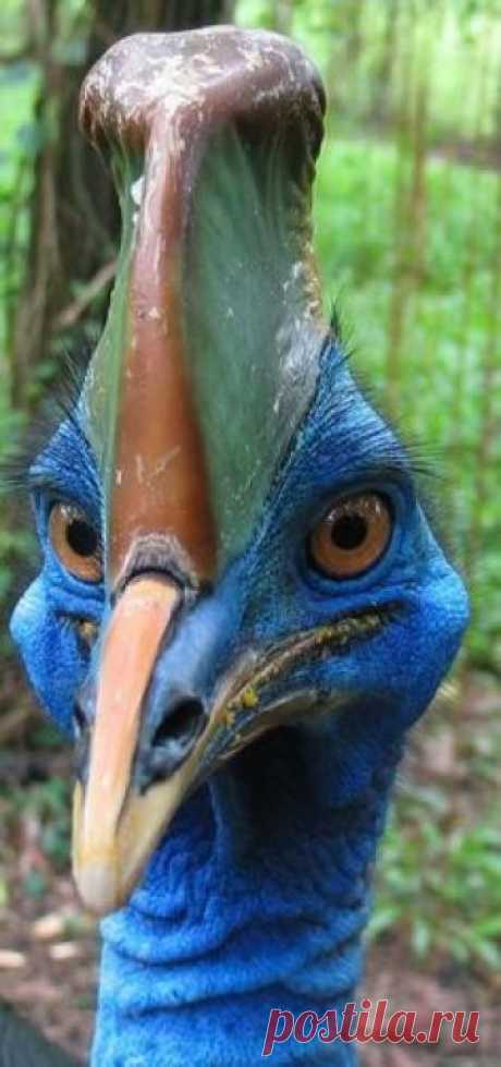 The best faces. The best, most bizarrely terrifying faces. (Cassowaries (ratites) are large flightless birds native to the tropical forests of New Guinea, nearby islands and NE Australia. They grow to 6' tall; up to 140 lbs w stout, powerful legs & long feet w 3 toes. )