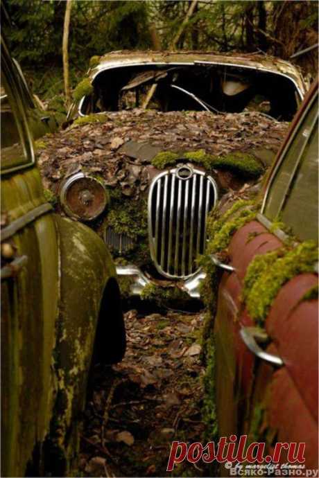 Кладбище старых автомобилей (28 фото) - Авто фото - интересное, свалки