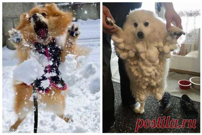 Эти собаки радуются снегу больше всех: курьезные фото «Вчера пошел снег, и теперь он отказывается возвращаться домой», - комментируют фото пользователи сети