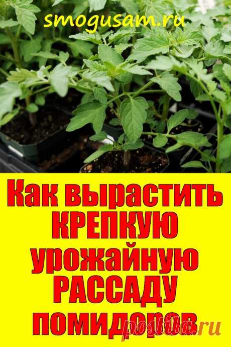 Как вырастить хорошую рассаду томатов Подробная инструкция 🍅
✅Как вырастить крепкую, урожайную рассаду помидоров: полезные советы огородникам. Уход за рассадой помидоров от всходов до пикировки: инструкция. Уход за рассадой томатов от пикировки до высадки. Идеи для сада, огорода и дома