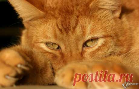 фото рыжего кота: 33 тыс изображений найдено в Яндекс.Картинках