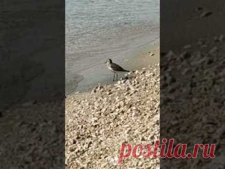 мелкое чудо на пляже 😍 #хорватия #адриатическоеморе #птицы