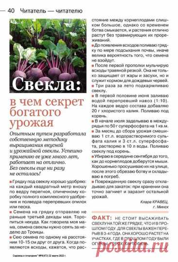 Свекла: в чем секрет богатого урожая