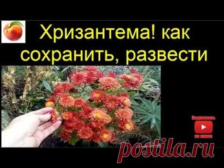Хризантемы осеннее ЧЕРЕНКОВАНИЕ Размножаем Xrizantemmanin Chrysanthemum how to save hrizantemy мульт