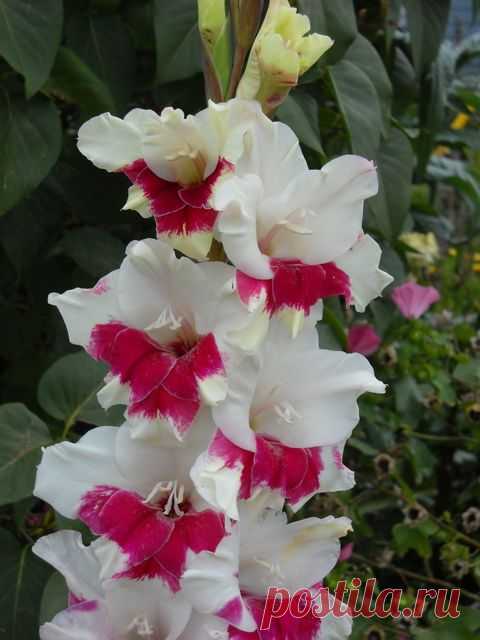 Gladiolus 'Candy Kisses' | ''Gorgeous GLADS!