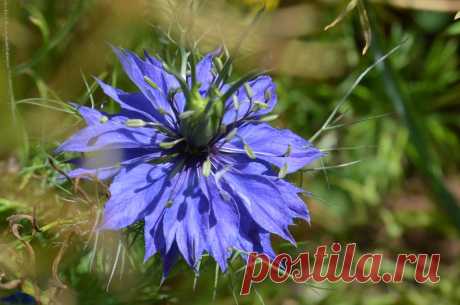 Nigella sativa, Explored, best # 27 on Oct. 27, 2015 Nigella sativa (black-cumin, also known as nigella or kalonji) is an annual flowering plant in the family Ranunculaceae, native to south and southwest Asia.  Nigella sativa grows to 20–30 cm (7.9–11.8 in) tall, with finely divided, linear (but not thread-like) leaves. The flowers are delicate, and usually coloured pale blue and white, with five to ten petals.  The black cumin fruit is a large and inflated capsule compose...