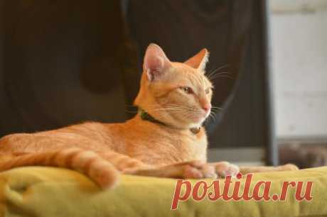 Милые фото животных: кот по кличке Картошка стал лучшим другом больного мужчины