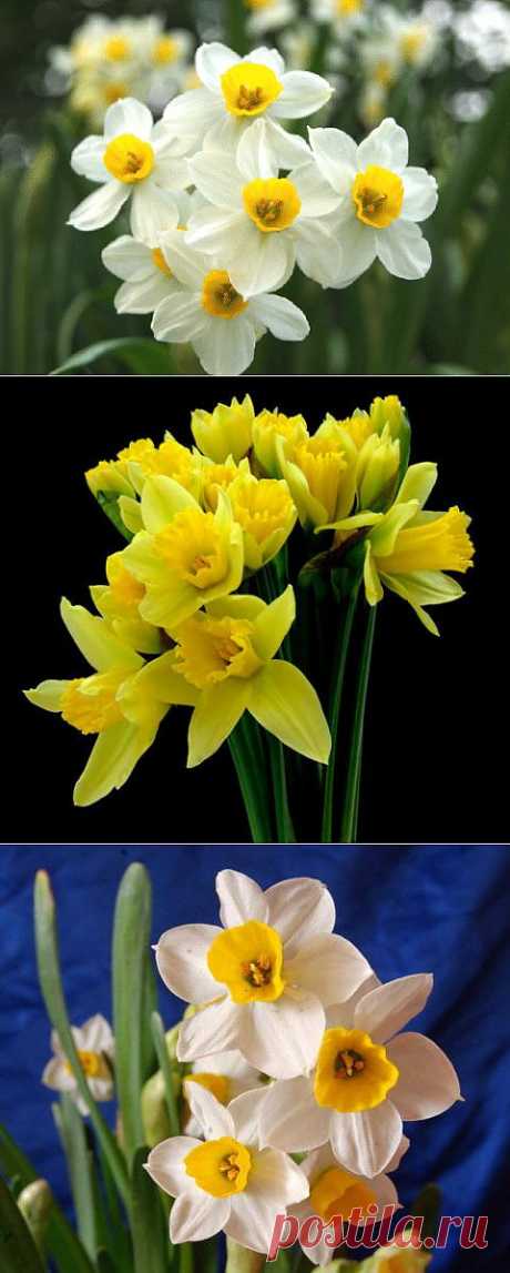 Нарциссы на фото - только лучшие картинки любимых весенних цветов