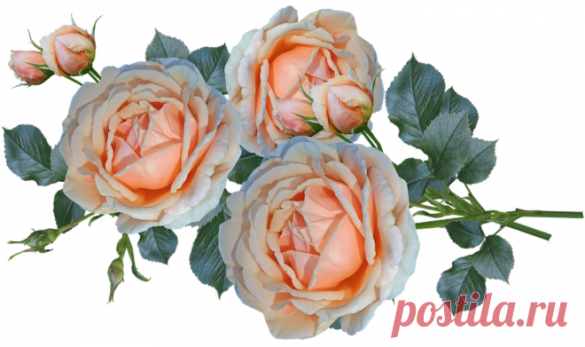 Цветы Розы Ароматные - Бесплатное фото на Pixabay