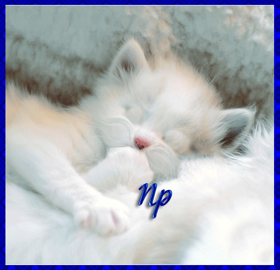 В нежную кис. Доброе утро котенок. Пушистых снов. Спокойной ночи белый котенок. Котенок. Спокойной ночи!.