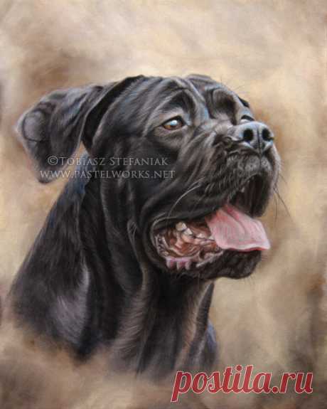 Cane Corso Painting - Pastelworks.net On this portrait I had to work from a few reference photos to achieve the best exterior appearance. Client was very happy of final effect :)