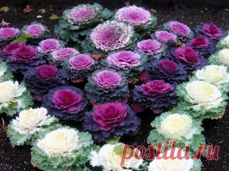 Amazon.com : Seeds Edible Cabbage Ornamental Kale Decorative Large-Leaved Beatiful Flower Cut Organic Ukraine : Garden & Outdoor