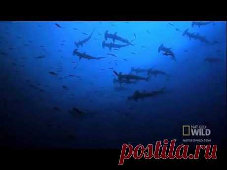▶ Молотоголовые акулы (лат. Sphyrnidae) - YouTube