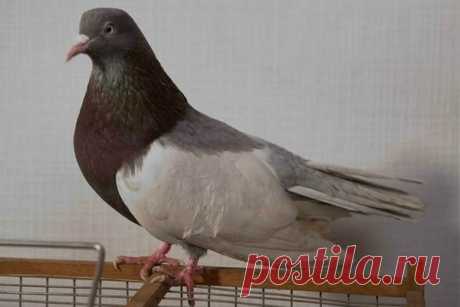 Дубровские голуби: описание породы, полёт, фото, разведение