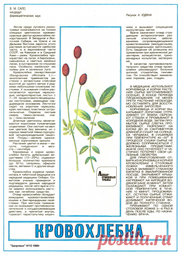 Кровохлебка