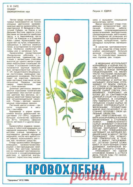 Кровохлебка