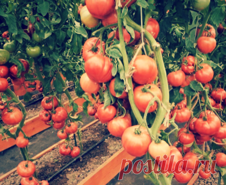 Сосед дал ценный совет, как почти ничего не делая, можно собрать большой урожай помидоров! | Твоя Дача | Яндекс Дзен
