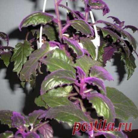 Домашние растения с фиолетовыми листьями - Сад на подоконнике