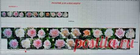 Собираю розарий для Александры | Цветочница Анюта 🌹 | Яндекс Дзен