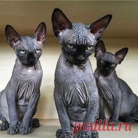 ROGUE + WOLF ♥ Official Page (@rogueandwolf) on Instagram: “#squadgoals! Tag your cult! - - - - @sphynx_valentina @hairless_catstagram #rogueandwolf,…”