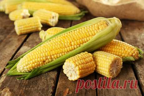 Кукуруза: польза и вред для здоровья организма