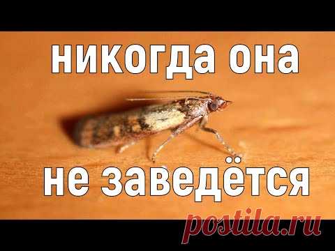 НИКОГДА моль НЕ заведётся, НИ в крупах, НИ  в муке, если .....