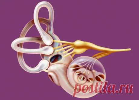 Тренировка вестибулярного аппарата замедляет старение - ПолонСил.ру - социальная сеть здоровья - 16 сентября - 43968970776 - Медиаплатформа МирТесен