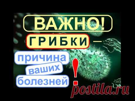 Грибки- паразиты. Плесневые, дрожжевые грибки- микромицеты вызывают полипы, онкологию и т.д..