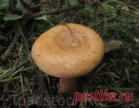 Хроники одного ельника | Это грибы! | Яндекс Дзен