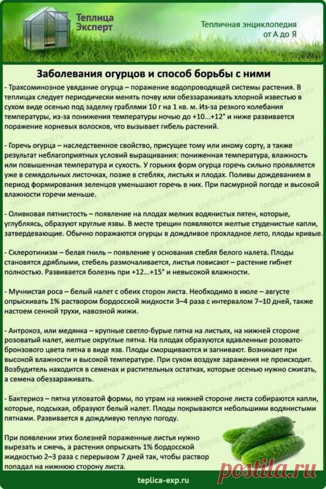 Грибковые поражения листьев огурцов. Средства от болезни огурцов в теплице. Пероноспороз рассады огурцов. Средства от болезни огурцов в теплице. Оливковая пятнистость рассады огурцов.