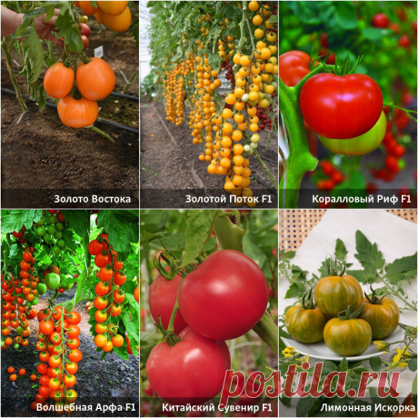 Как выбрать семена томатов и не прогадать | На грядке (Огород.ru)