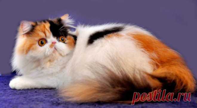 Самые милые коты в мире: породы, описание, характеристика, фото: Персидская кошка