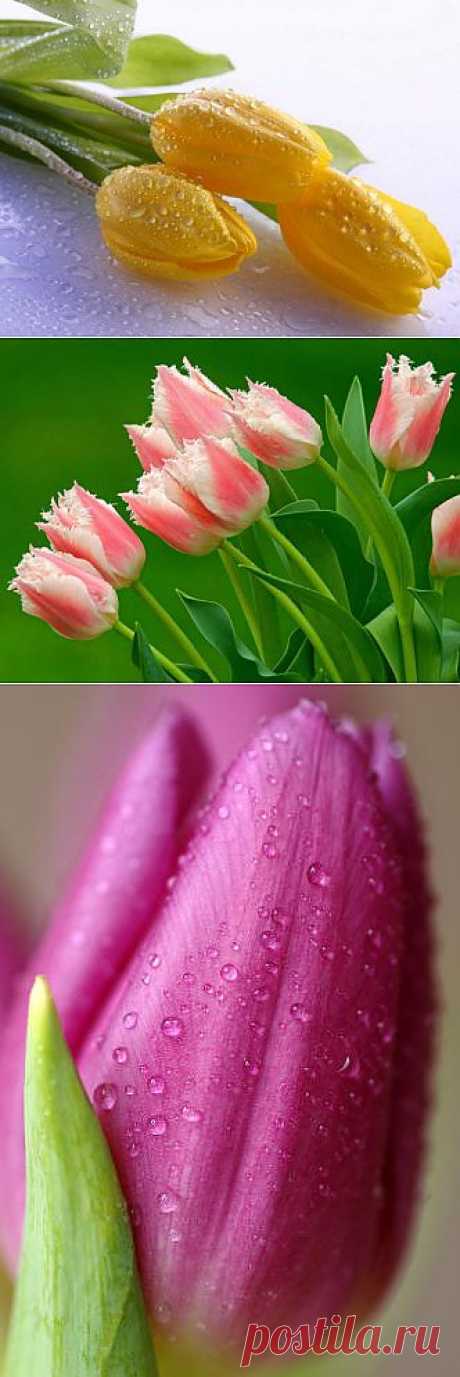 Розовые и желтые тюльпаны