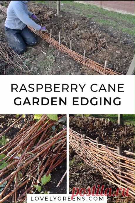 Use pruned raspberry canes to create attractive woven garden edging. This easy project is great for the vegetable garden or for decorative borders and can last for several years. A great way to…