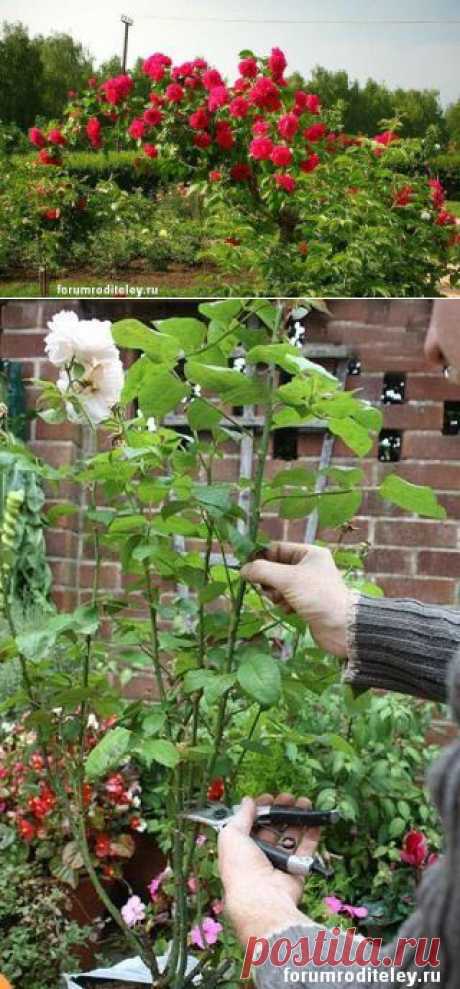 Выращиваем черенки розы в картошке за одно лето :: forumroditeley.ru - форум родителей